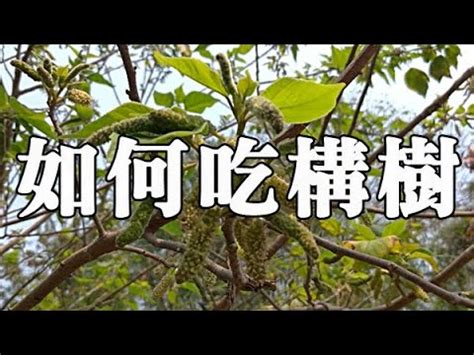 構樹英文